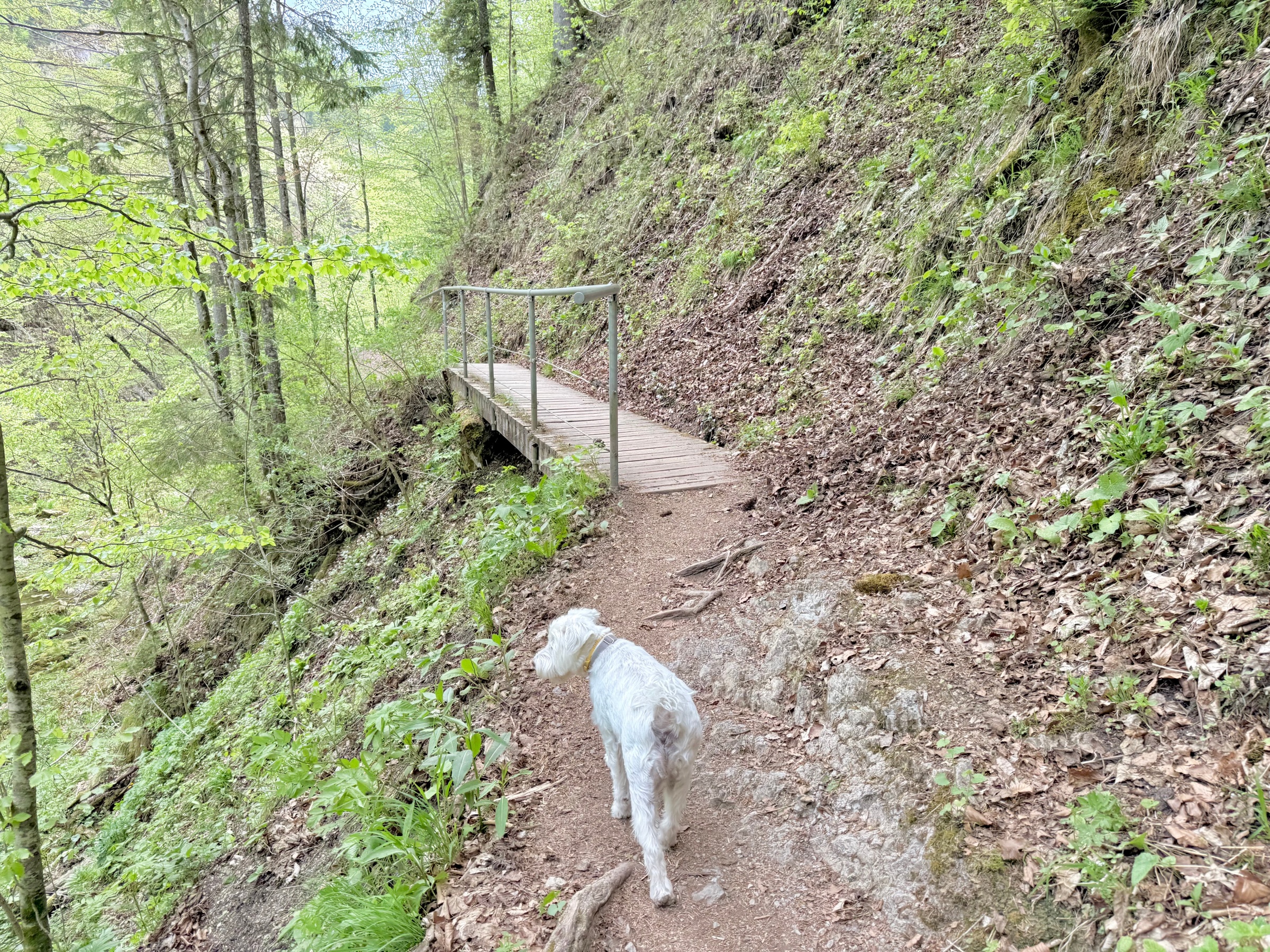 Wielki Kanion Austrii dla całej rodziny.
